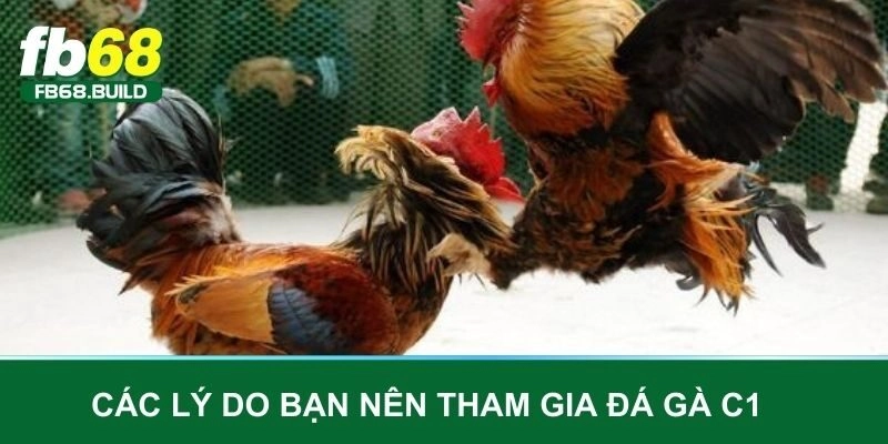 Các lý do bạn nên tham gia đá gà C1 cùng Fb68