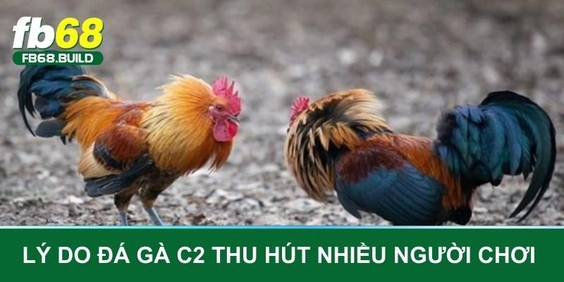 Các lý do đá gà C2 thu hút nhiều người chơi