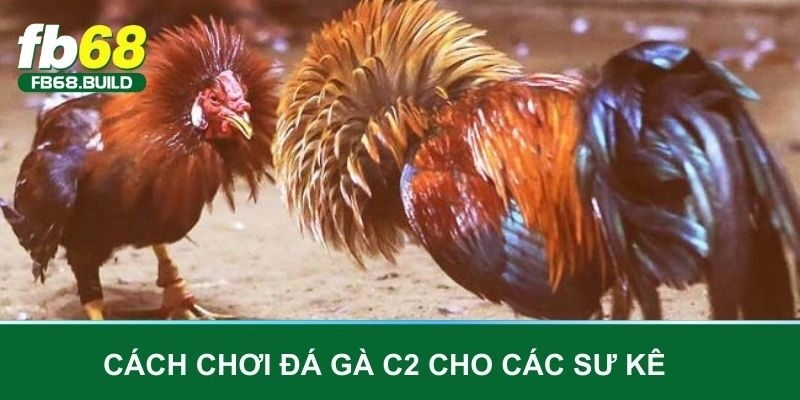 Cách chơi đá gà C2 cho các sư kê