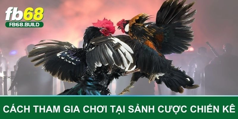 Cách tham gia chơi tại sảnh cược chiến kê