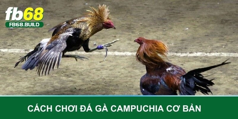 Các phương thức đá gà Campuchia phổ biến