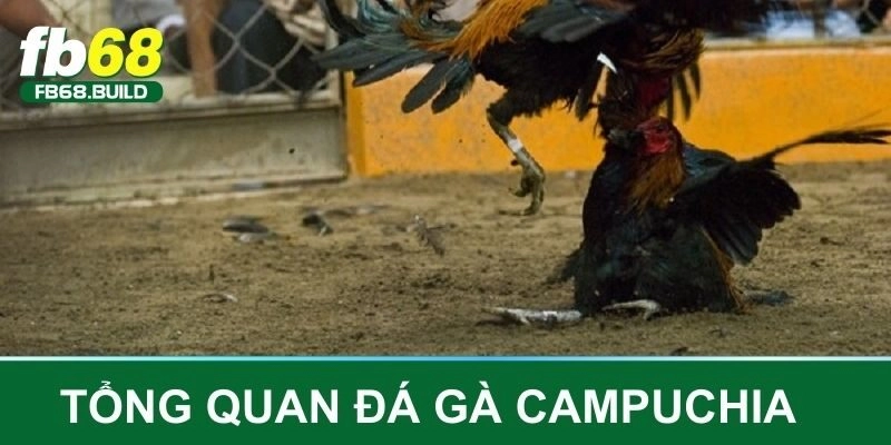 Đá gà Campuchia và khái quát những điều cần nắm