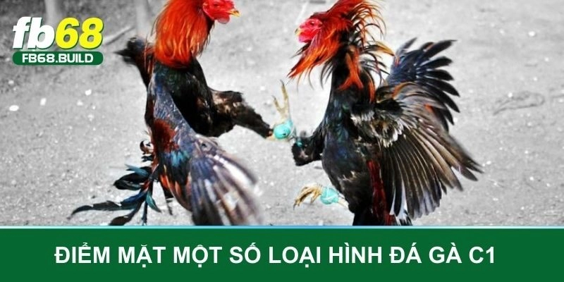 Điểm mặt một số loại hình đá gà C1