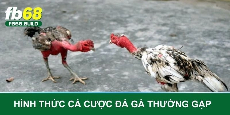 Một số hình thức cá cược đá gà thường gặp