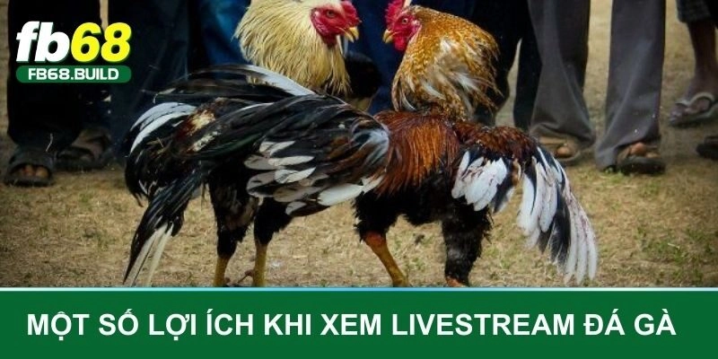 Một số lợi ích khi xem livestream đá gà