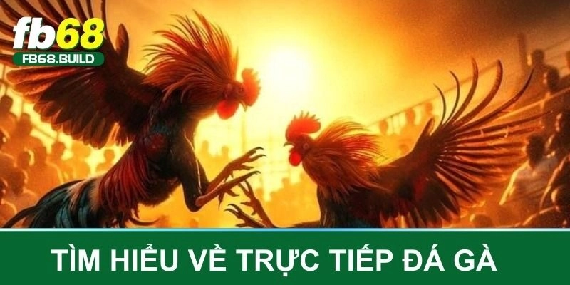 Tìm hiểu về trực tiếp đá gà