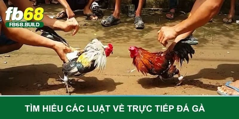 Tìm hiểu các luật về trực tiếp đá gà